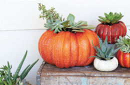 pumpkin succulents