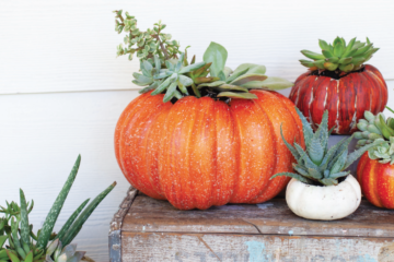 pumpkin succulents