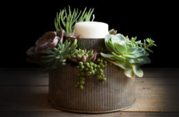 DIY succulent garden
