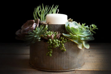DIY succulent garden