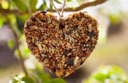 Summer Bird Feeders