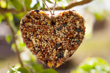 Summer Bird Feeders